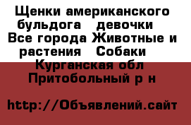 Щенки американского бульдога ( девочки) - Все города Животные и растения » Собаки   . Курганская обл.,Притобольный р-н